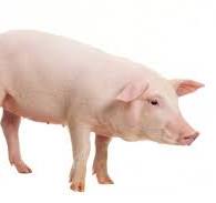 Pig