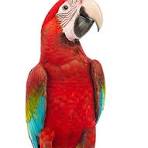 Parrot (far)