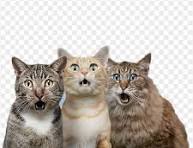 Pete and Omar's cats